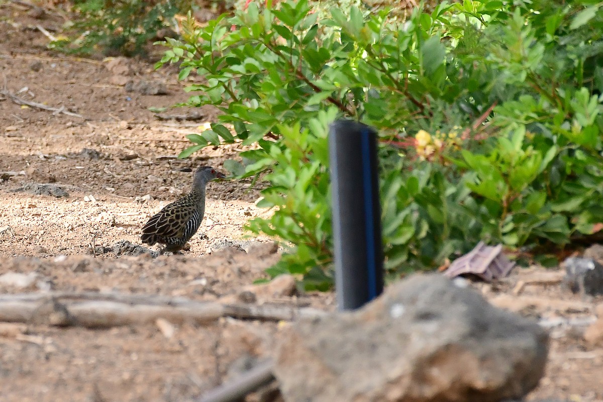 African Crake - Igor Długosz