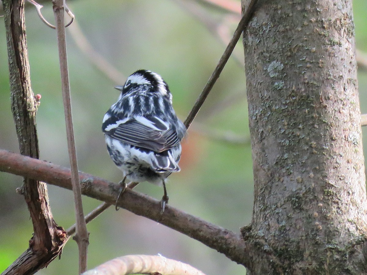 Black-and-white Warbler - Christine W.