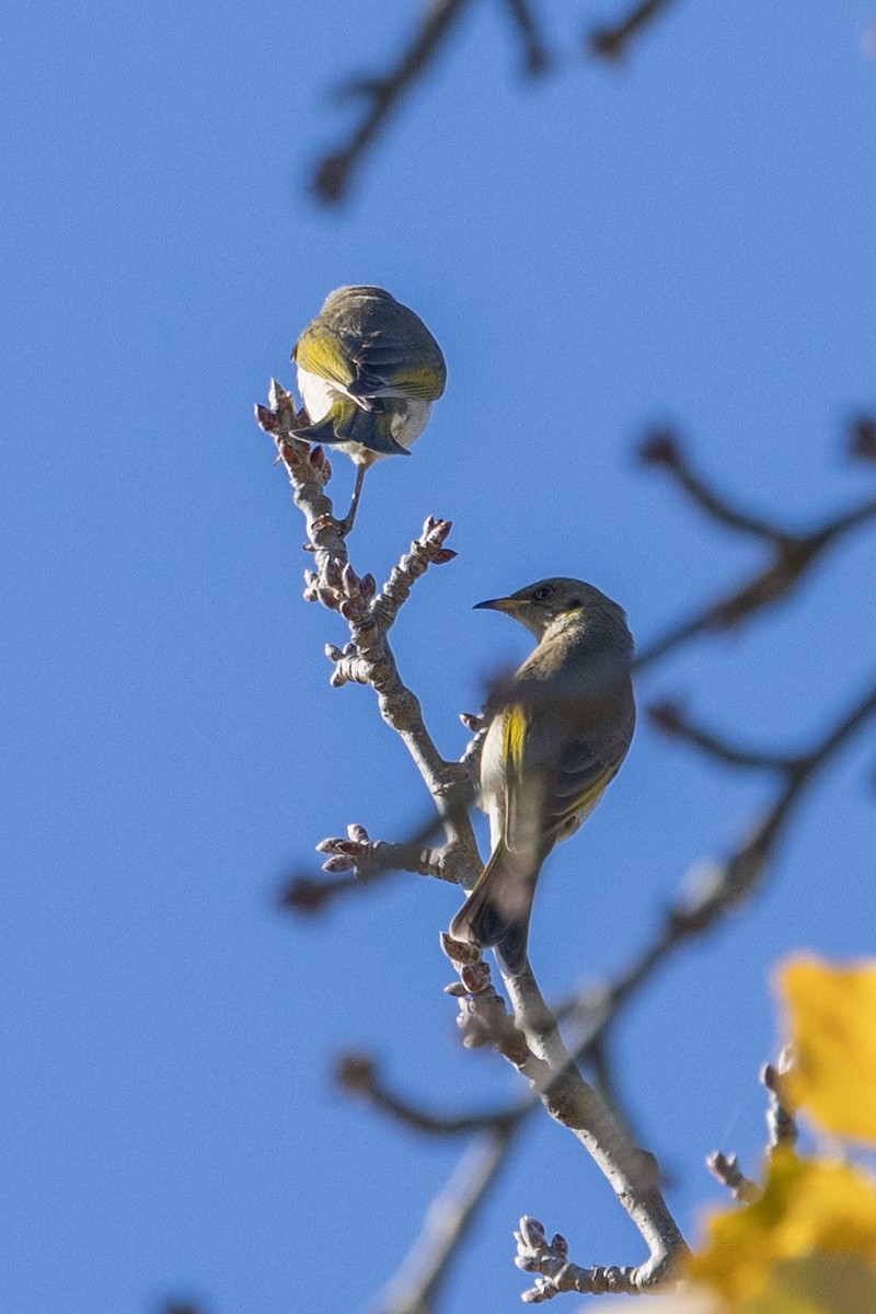 Fuscous Honeyeater - Richard and Margaret Alcorn