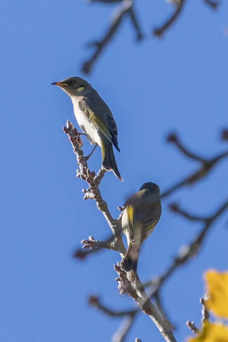 Fuscous Honeyeater - Richard and Margaret Alcorn