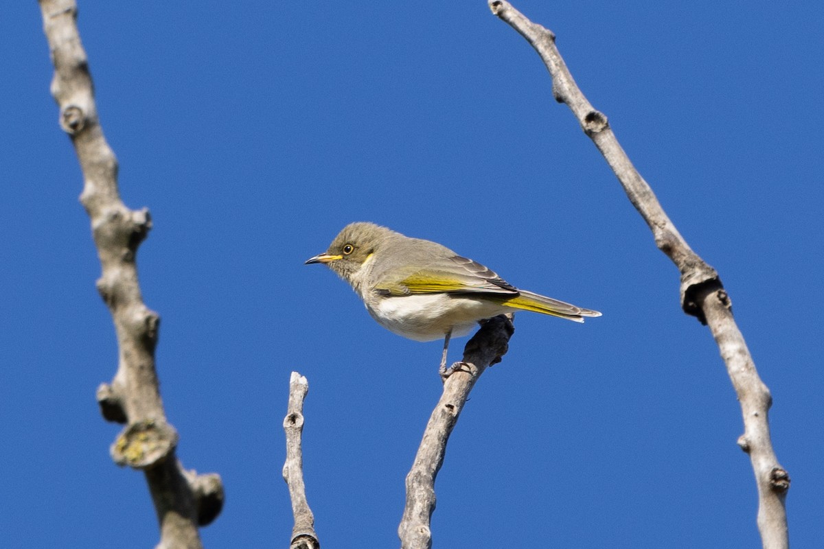 Fuscous Honeyeater - ML618309457