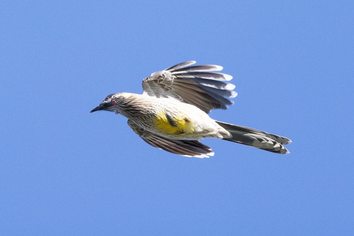 Red Wattlebird - ML618309469