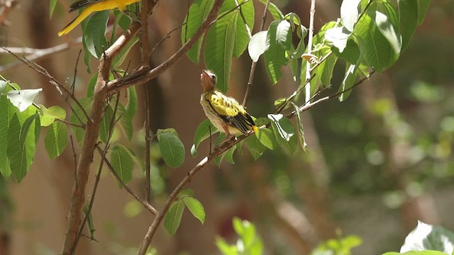 Black-hooded Oriole - ML618309470