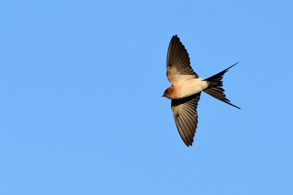 Red-rumped Swallow - ML618309485