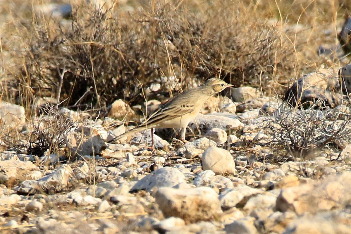 Tawny Pipit - ML618309505