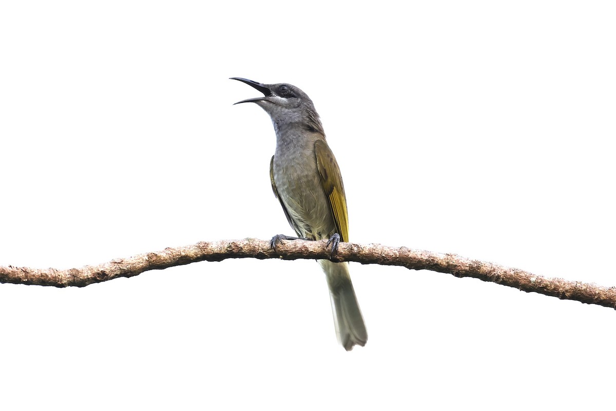 Dark-brown Honeyeater - Peter Christiaen