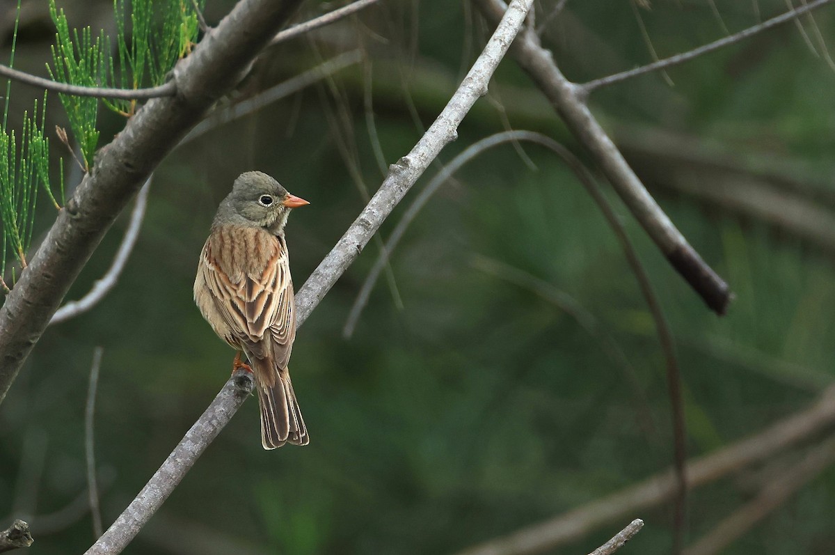 Steinortolan - ML618309575