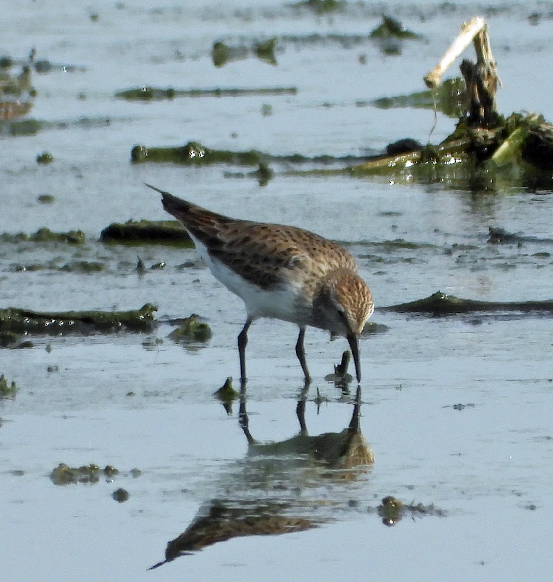 Weißbürzel-Strandläufer - ML618309587