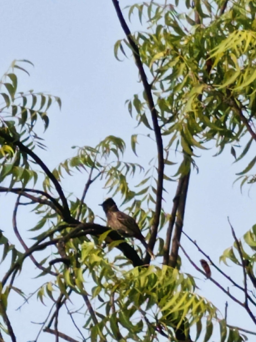 Red-vented Bulbul - Sreejith Aditya