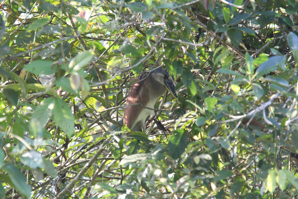 Boat-billed Heron (Southern) - Desmond Allen