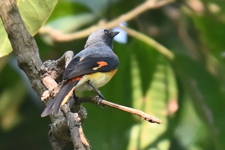 Small Minivet - ML618309613