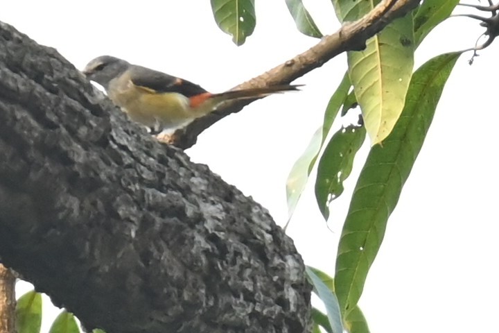 Small Minivet - ML618309617