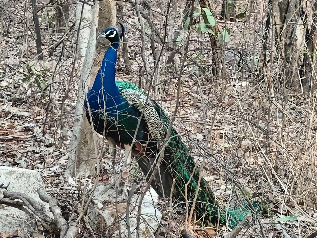 Indian Peafowl - ML618309623