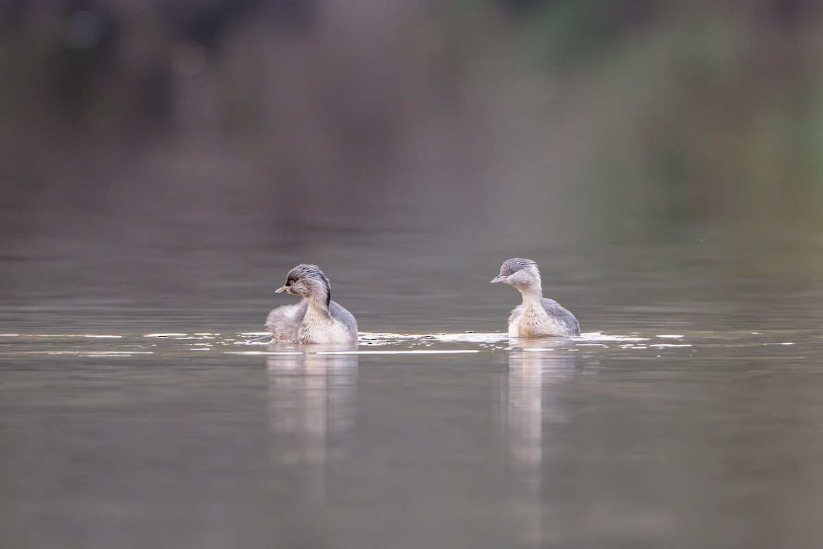 Hoary-headed Grebe - Gary Dickson