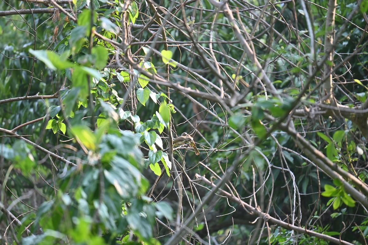 White-browed Bulbul - ML618309639