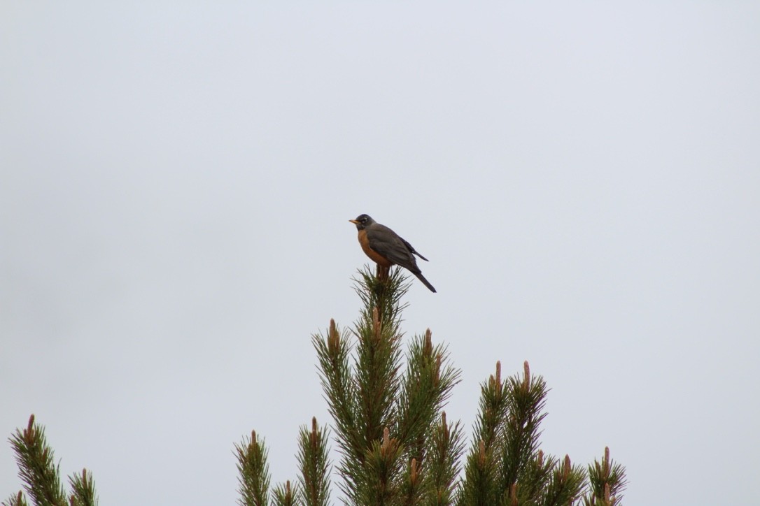 American Robin - Emily Denker