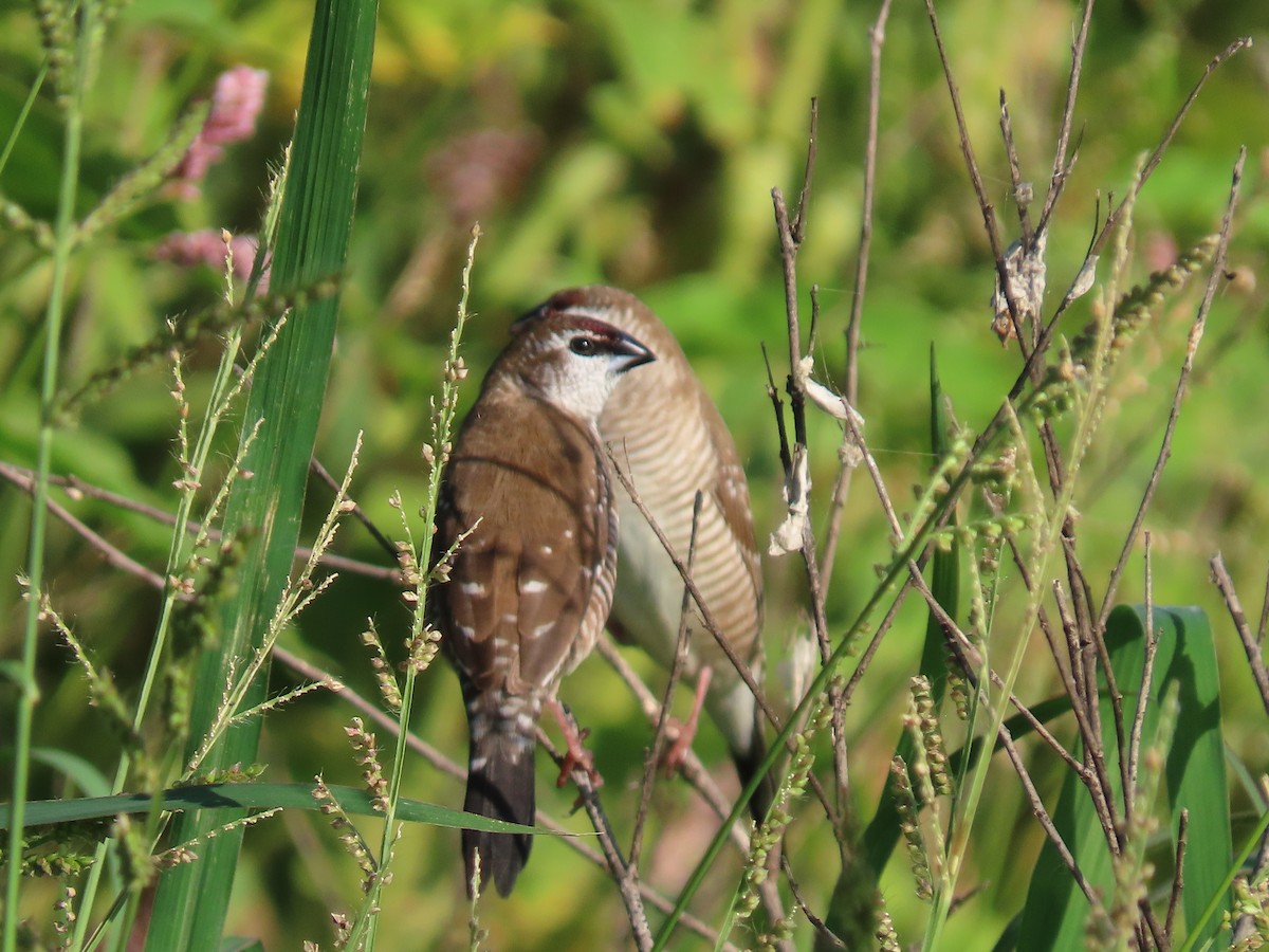 Plum-headed Finch - ML618309644