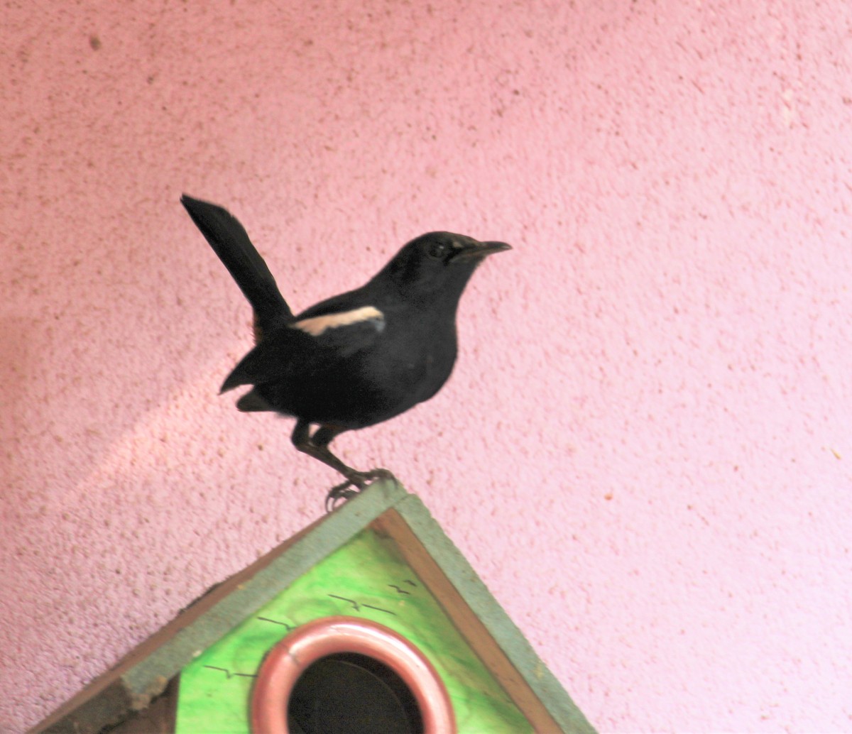 Indian Robin - Dr Nandini Patil