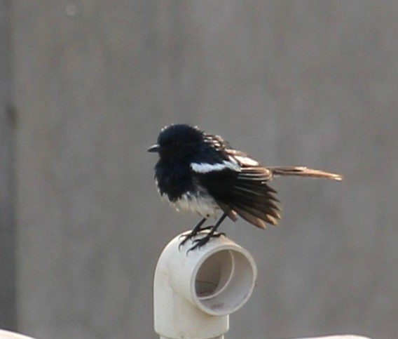 Oriental Magpie-Robin - Dr Nandini Patil