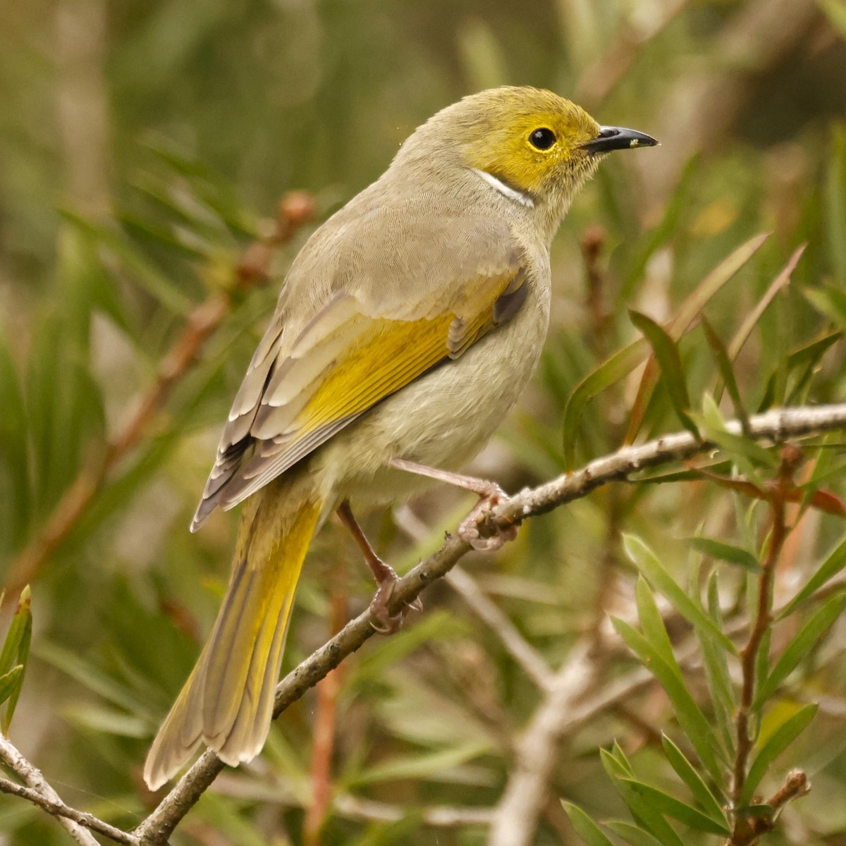 White-plumed Honeyeater - John Mills