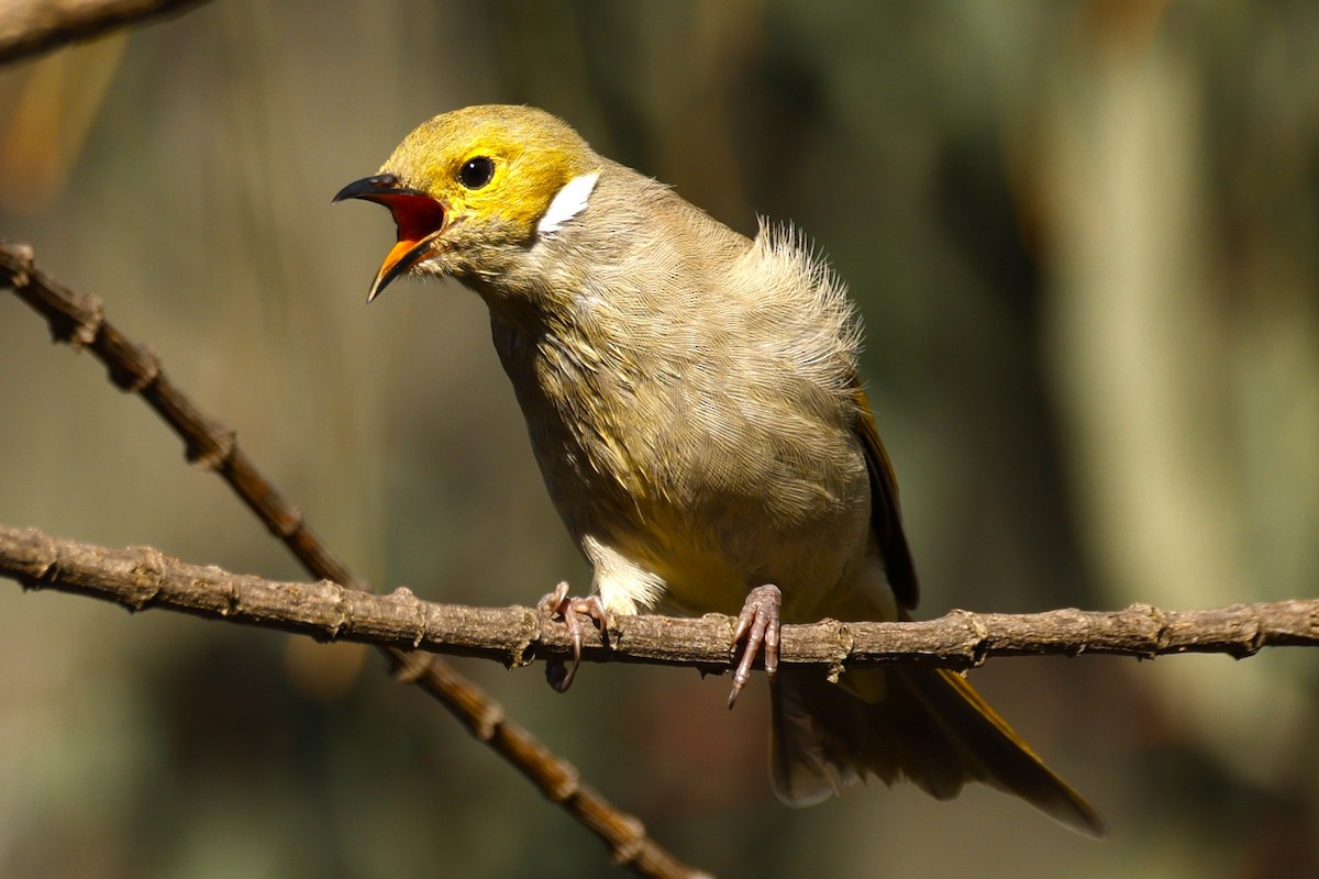 White-plumed Honeyeater - John Mills