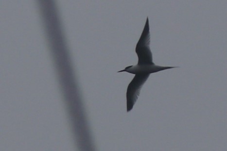 Sandwich Tern - ML618309699