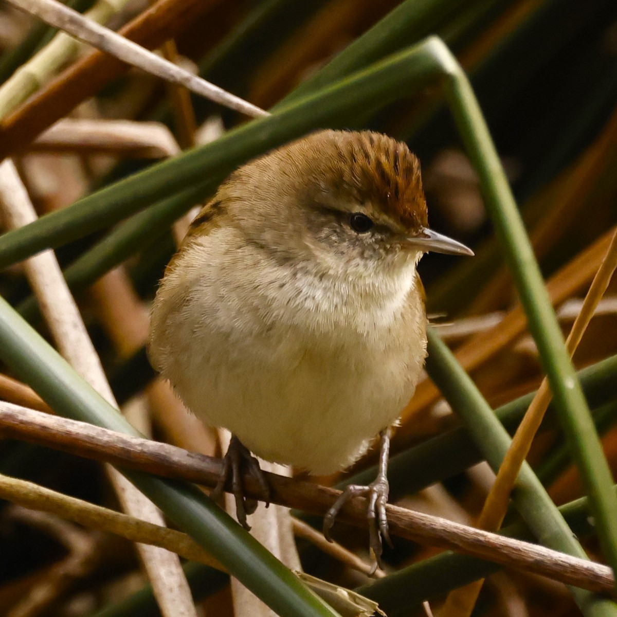 Little Grassbird - John Mills