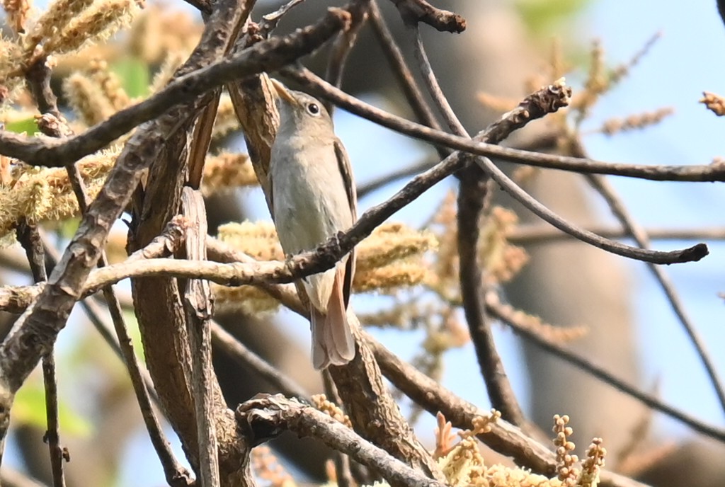 Rusty-tailed Flycatcher - ML618309733