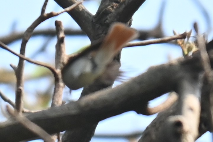 Rusty-tailed Flycatcher - ML618309737