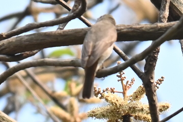 Rusty-tailed Flycatcher - ML618309738