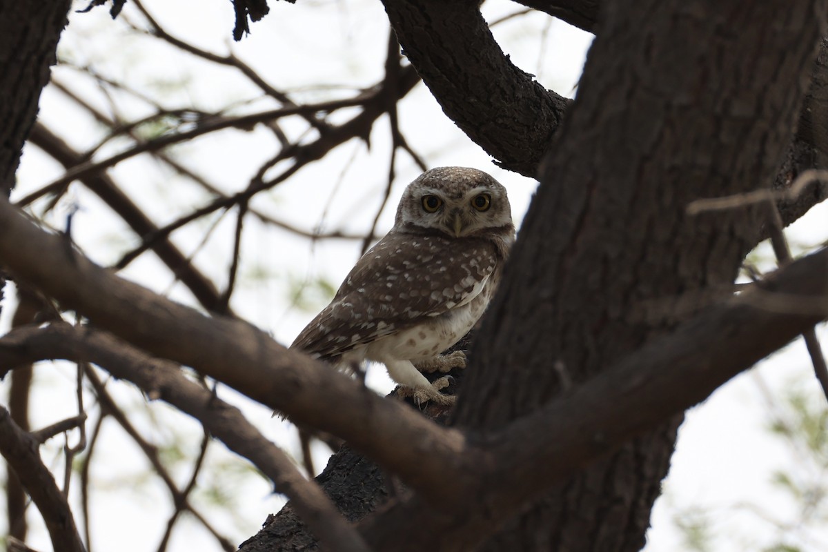 Spotted Owlet - Andrew William