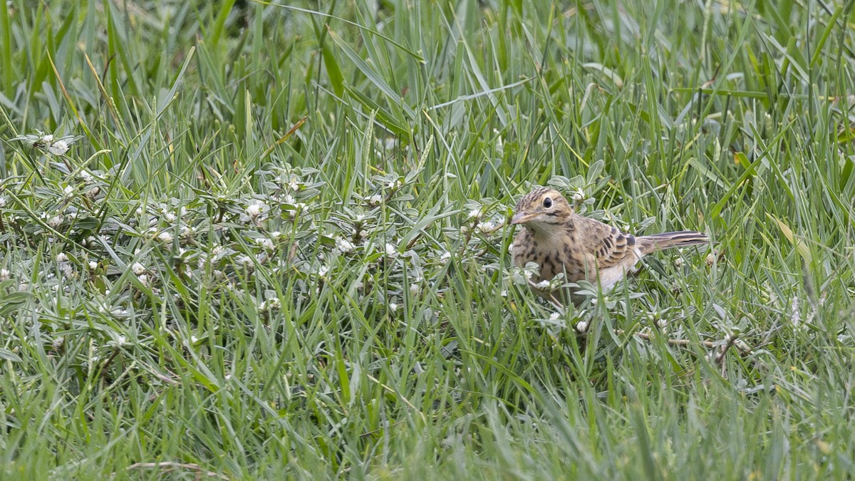 Richard's Pipit - ML618309809