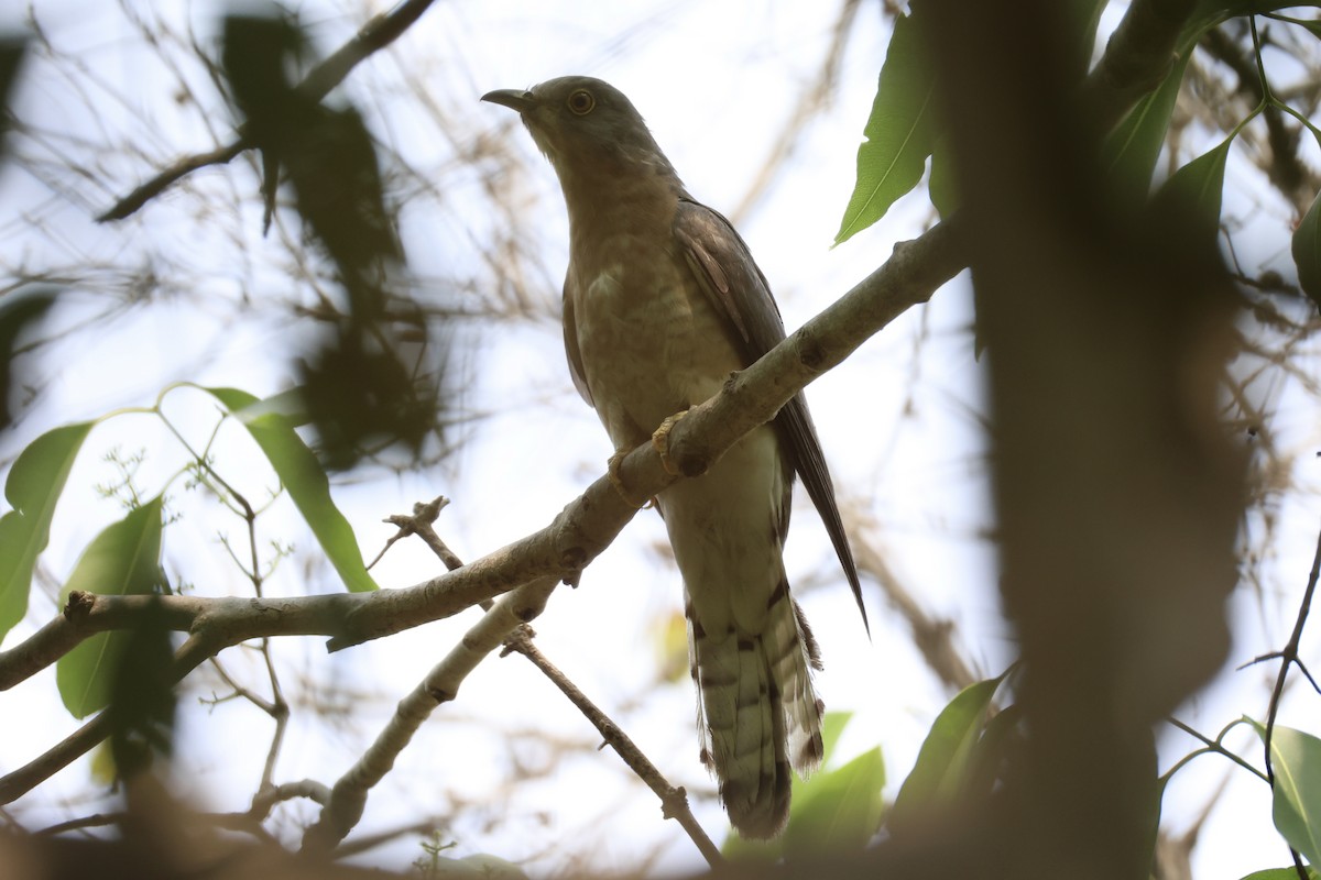 Common Hawk-Cuckoo - Andrew William