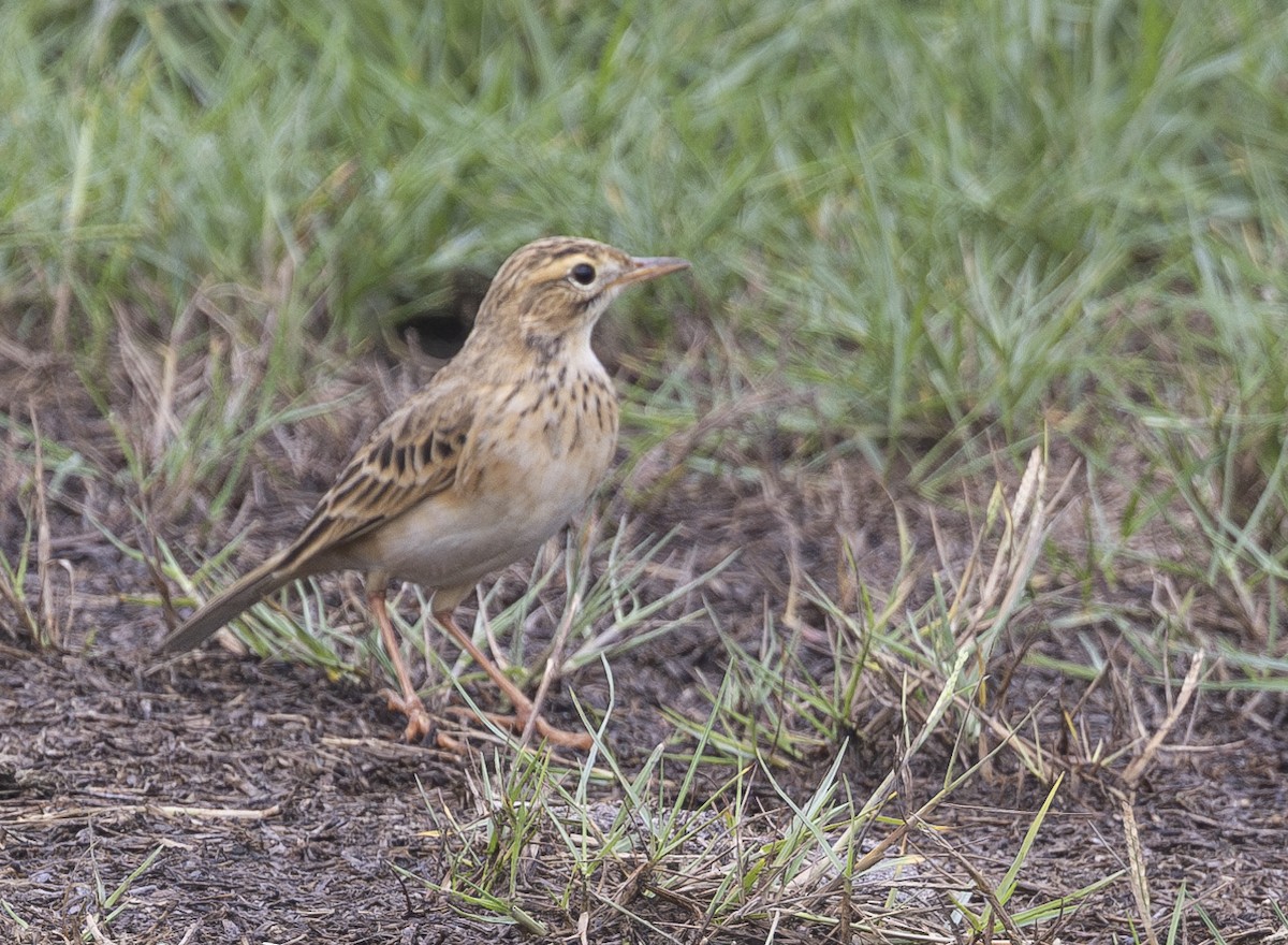 Richard's Pipit - ML618309844