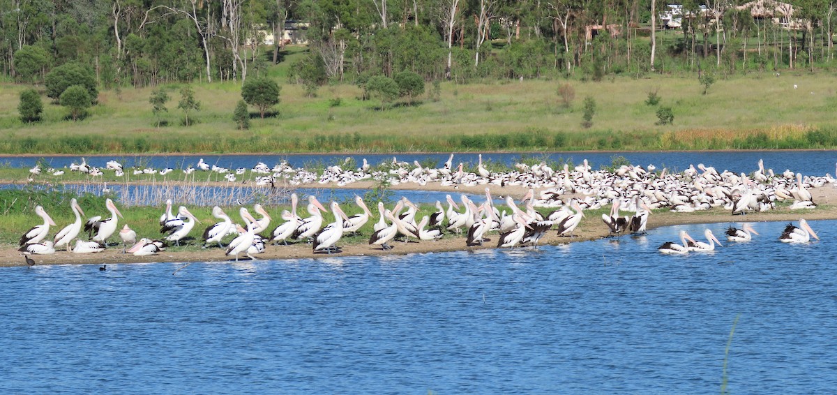 Australian Pelican - ML618309877