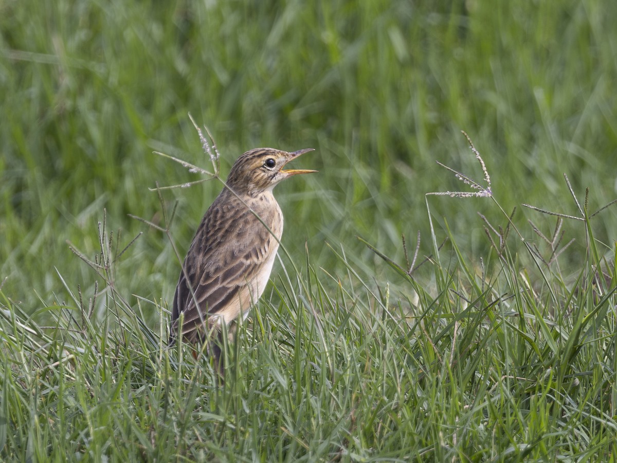 Richard's Pipit - ML618309893