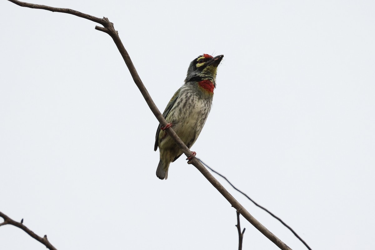 Coppersmith Barbet - Andrew William