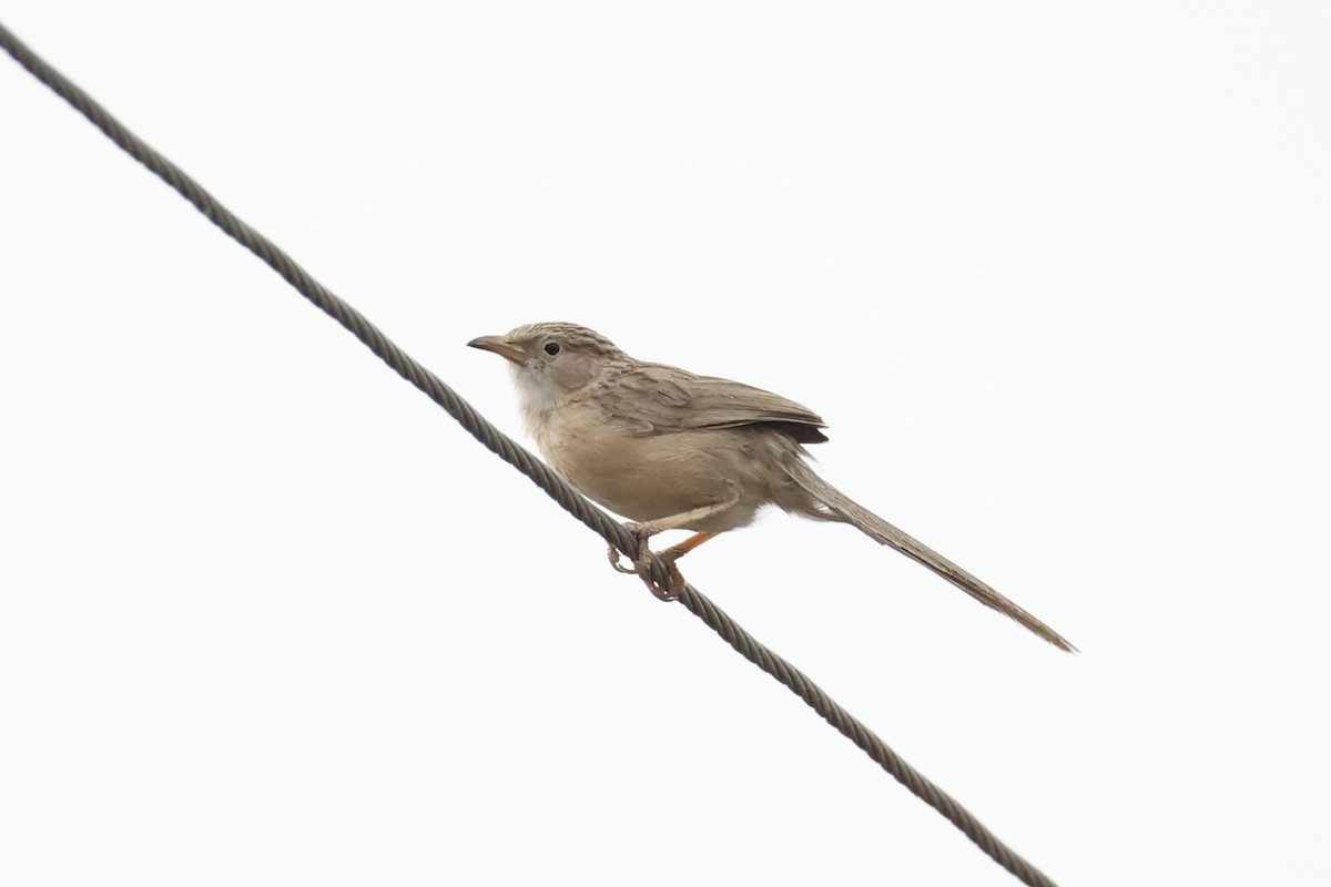 Common Babbler - Andrew William