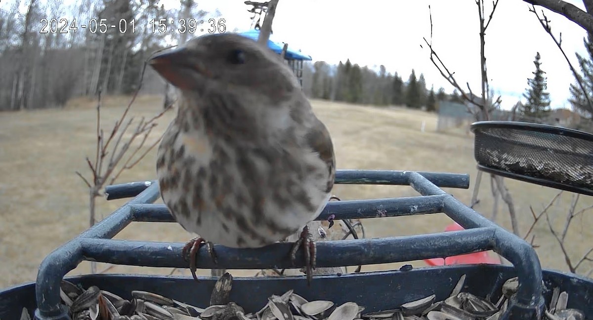 Purple Finch - Amy Ressler-Williams