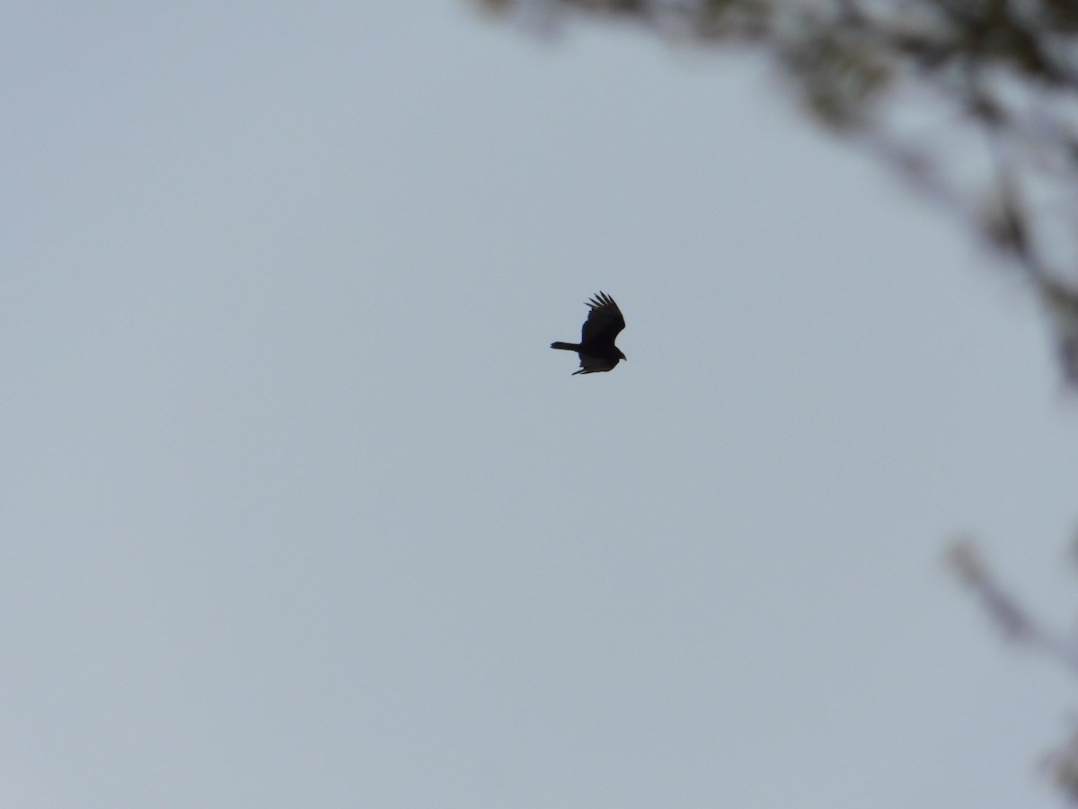 Turkey Vulture - ML618310009