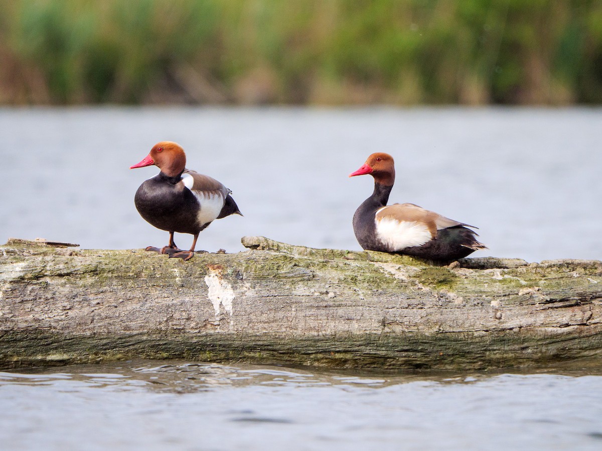 Red-crested Pochard - ML618310159