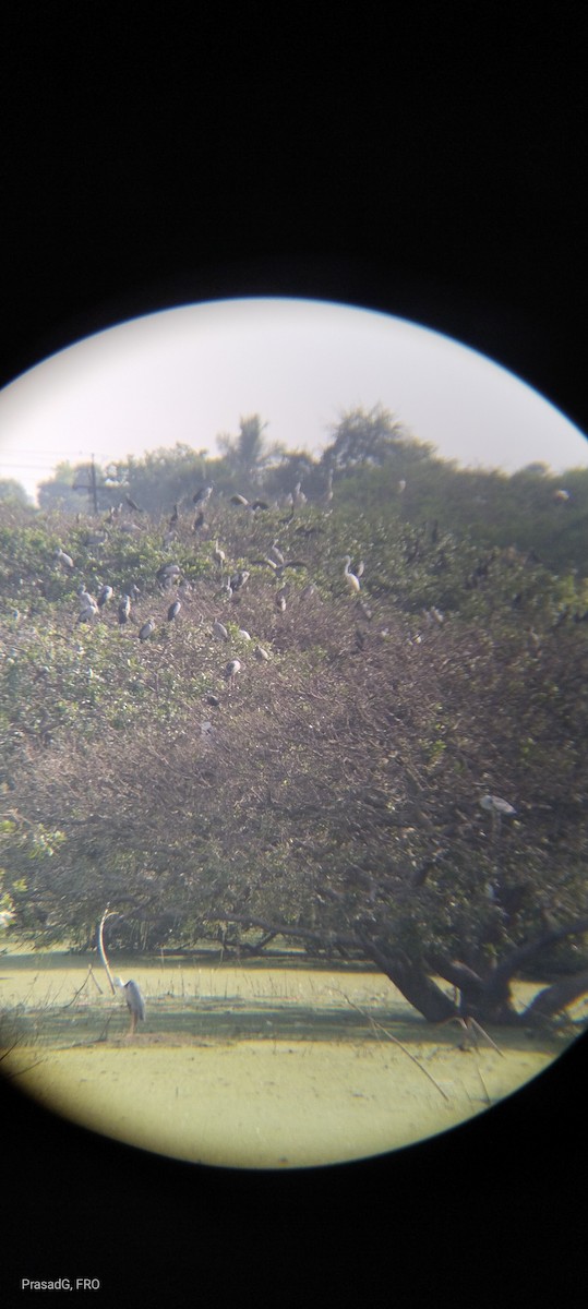 Asian Openbill - ML618310172