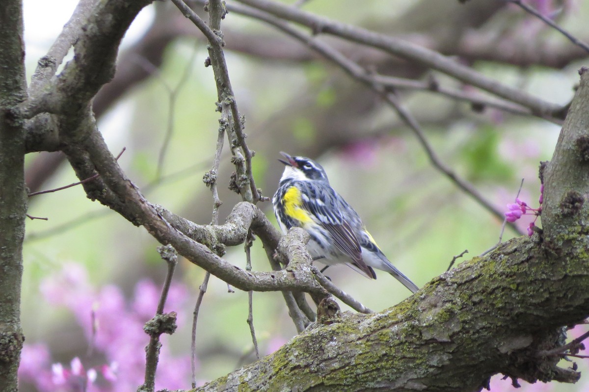 Yellow-rumped Warbler - suzanne pudelek