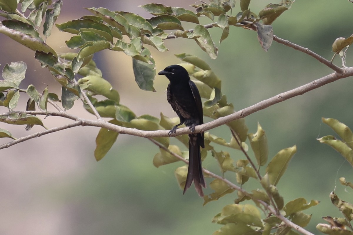 Black Drongo - ML618310185