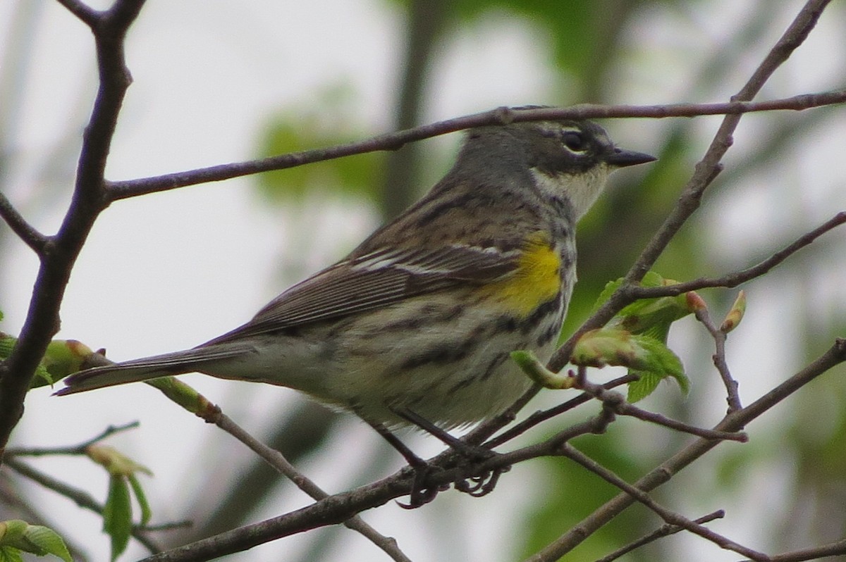 Yellow-rumped Warbler - suzanne pudelek