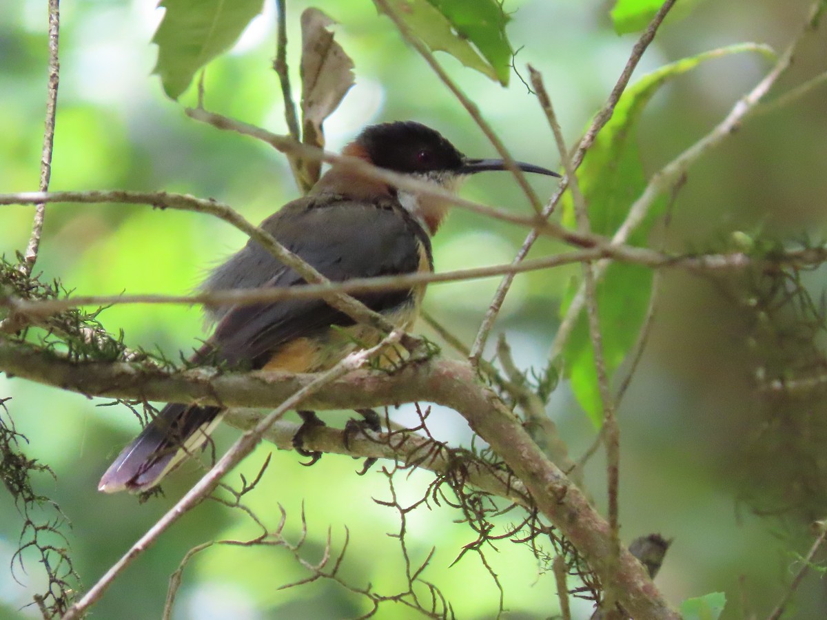 Eastern Spinebill - Rolo Rodsey