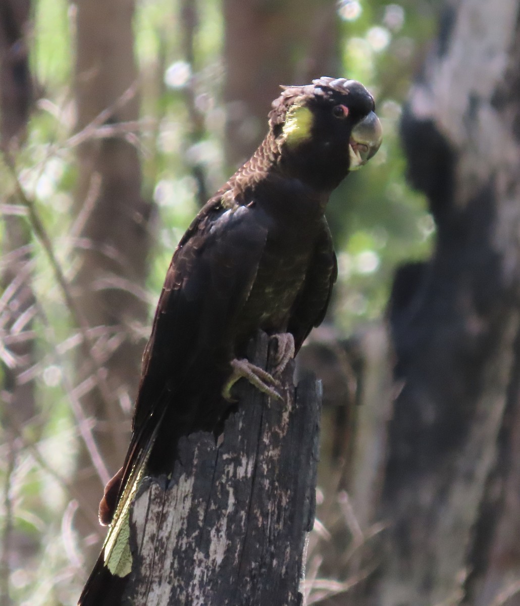 Cacatúa Fúnebre Coliamarilla - ML618310218