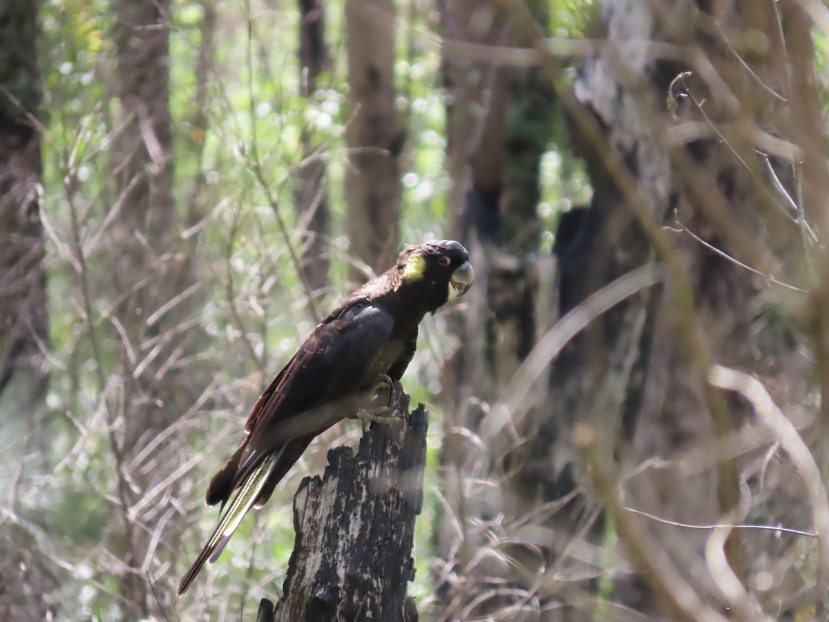 Yellow-tailed Black-Cockatoo - ML618310219