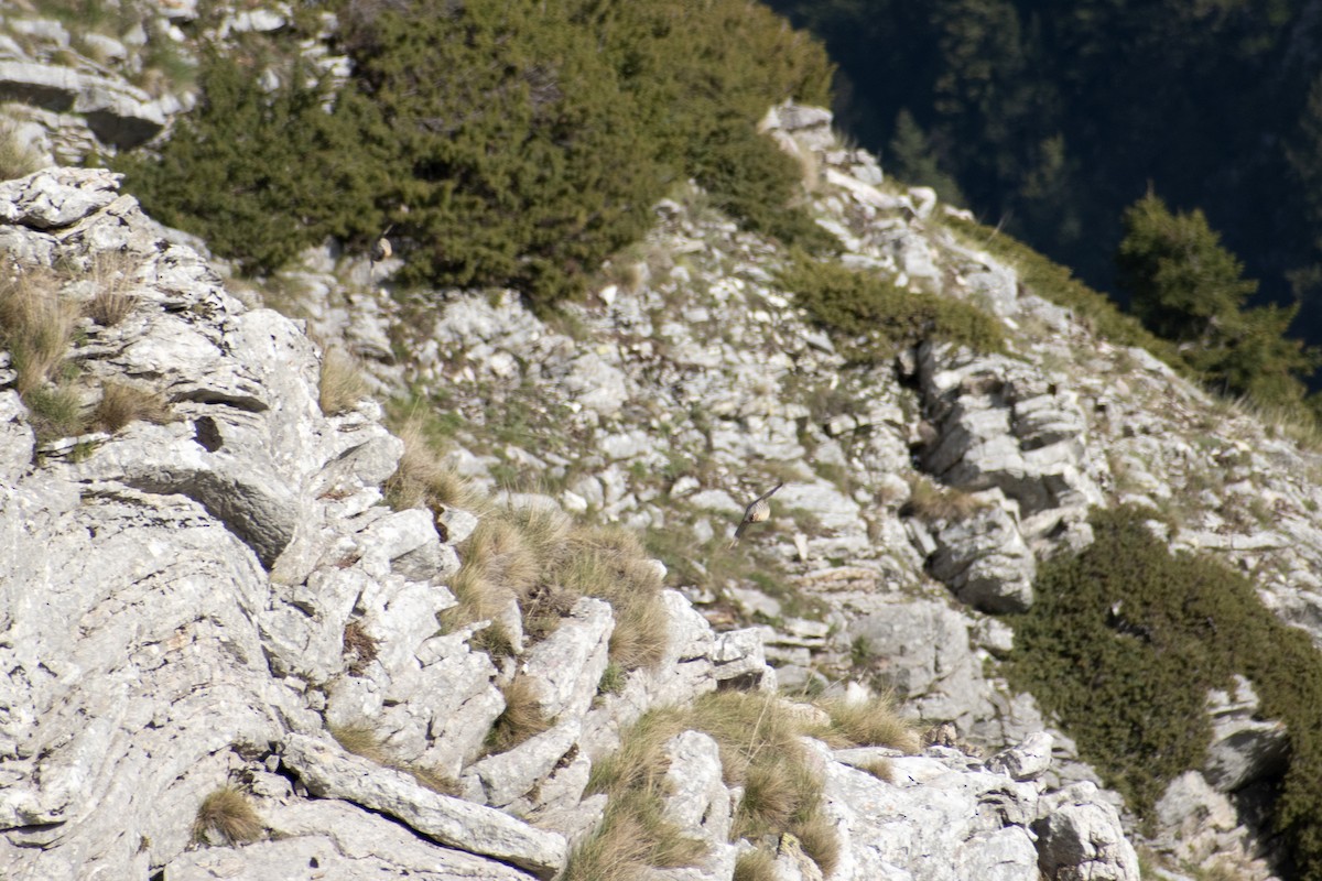 Rock Partridge - Konstantinos Anagnostou