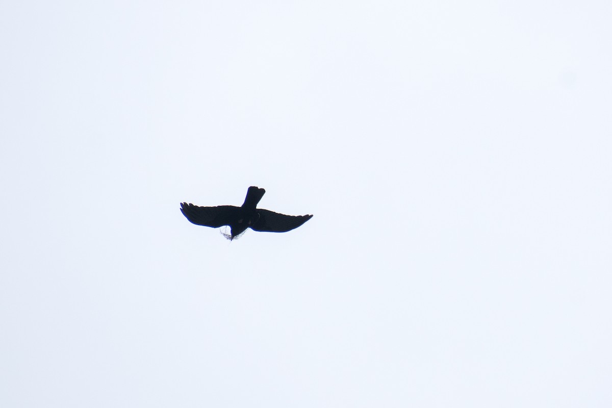 Yellow-billed Chough - ML618310233